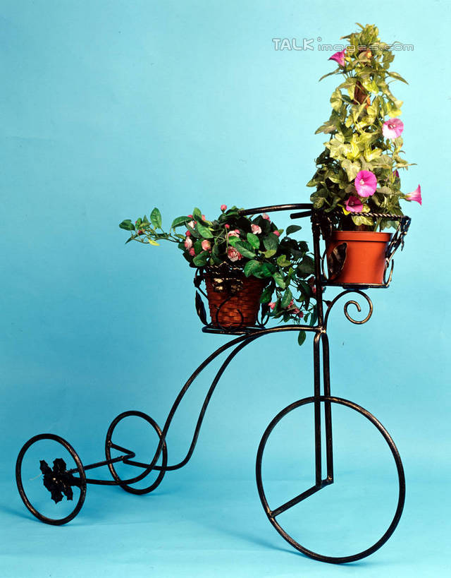 无人,竖图,室内,白天,正面,植物,一辆,阴影,蓝色背景,盛开,反射,盆栽,影子,三轮车,盆景,花蕾,车,脚踏车,花,花瓣,花朵,鲜花,绿色,自然,交通工具,花苞,花蕊,摄影,影棚,生长,成长,载具,彩图,影棚拍摄,拍摄,szzm1