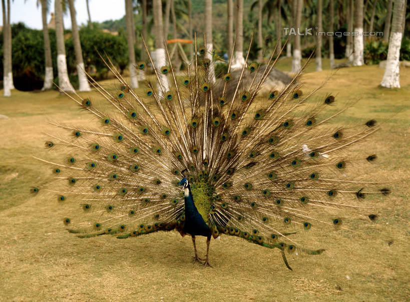 无人,站,横图,室外,白天,正面,旅游,度假,草地,草坪,美景,植物,孔雀,鸟,野生动物,阴影,鲜艳,光线,鸟类,影子,景观,美丽,注视,漂亮,娱乐,草,树,树木,一只,绿色,阳光,自然,动物,观察,看,站着,享受,休闲,景色,放松,可爱,活泼,生长,成长,观看,保护,吉祥,察看,优美,关注,自然风光,华贵,善良,防御,艳丽,孔雀开屏,越鸟,百鸟之王,示威,斑斓,瑰丽,娇艳,锦绣,奇丽,求偶,站立,彩图,全身,szzm1