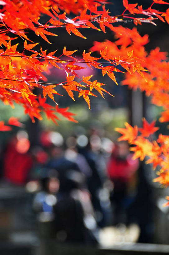 东方人,竖图,室外,特写,白天,正面,旅游,度假,美景,秋季,植物,枫树,叶子,南京,中国,亚洲,行人,游客,游人,阴影,朦胧,模糊,光线,影子,景观,枫叶,枯叶,落叶,枝条,许多人,黄种人,娱乐,江苏,路人,旅客,树,树木,树枝,黄色,红色,阳光,自然,一群人,享受,休闲,景色,放松,生长,成长,枫树叶,自然风光,东亚,江苏省,南京市,中华人民共和国,华东地区,苏,省会,虬枝,枝杈,过客,栖霞山,男人,男性,年轻男性,年轻女性,女人,女性,亚洲人,石头城,叶,叶片,秋,秋天,半身,彩图,yzdzj1