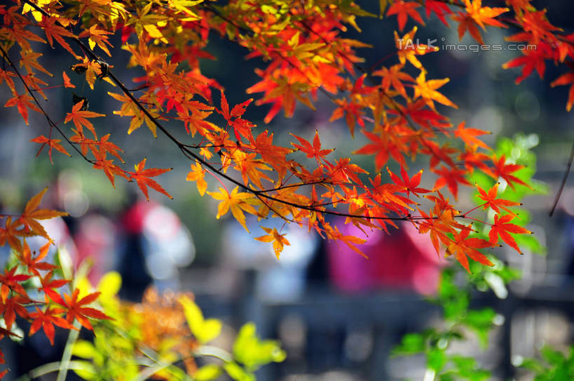 东方人,横图,室外,特写,白天,正面,旅游,度假,美景,秋季,植物,枫树,叶子,南京,中国,亚洲,行人,游客,游人,阴影,朦胧,模糊,光线,影子,景观,枫叶,枯叶,落叶,枝条,许多人,黄种人,娱乐,江苏,路人,旅客,树,树木,树枝,黄色,红色,阳光,自然,一群人,享受,休闲,景色,放松,生长,成长,枫树叶,自然风光,东亚,江苏省,南京市,中华人民共和国,华东地区,苏,省会,虬枝,枝杈,过客,栖霞山,男人,男性,年轻男性,年轻女性,女人,女性,亚洲人,石头城,叶,叶片,秋,秋天,半身,彩图,yzdzj1