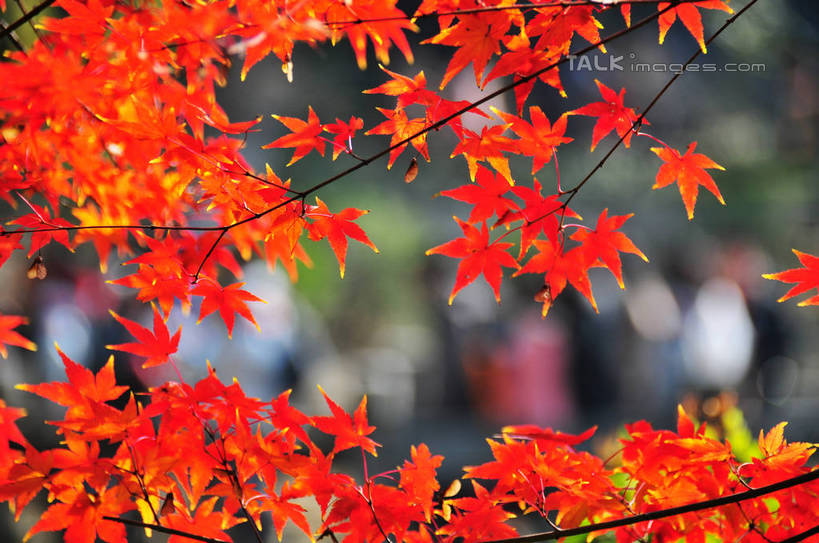 东方人,横图,室外,特写,白天,正面,旅游,度假,美景,秋季,植物,枫树,叶子,南京,中国,亚洲,行人,游客,游人,阴影,朦胧,模糊,光线,影子,景观,枫叶,枯叶,落叶,枝条,许多人,黄种人,娱乐,江苏,路人,旅客,树,树木,树枝,黄色,红色,阳光,自然,一群人,享受,休闲,景色,放松,生长,成长,枫树叶,自然风光,东亚,江苏省,南京市,中华人民共和国,华东地区,苏,省会,虬枝,枝杈,过客,栖霞山,男人,男性,年轻男性,年轻女性,女人,女性,亚洲人,石头城,叶,叶片,秋,秋天,半身,彩图,yzdzj1
