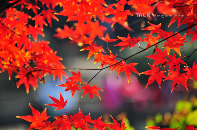 东方人,横图,室外,特写,白天,正面,旅游,度假,美景,秋季,植物,枫树,叶子,南京,中国,亚洲,行人,游客,游人,阴影,朦胧,模糊,光线,影子,景观,枫叶,枯叶,落叶,枝条,许多人,黄种人,娱乐,江苏,路人,旅客,树,树木,树枝,黄色,红色,阳光,自然,一群人,享受,休闲,景色,放松,生长,成长,枫树叶,自然风光,东亚,江苏省,南京市,中华人民共和国,华东地区,苏,省会,虬枝,枝杈,过客,栖霞山,男人,男性,年轻男性,年轻女性,女人,女性,亚洲人,石头城,叶,叶片,秋,秋天,半身,彩图,yzdzj1