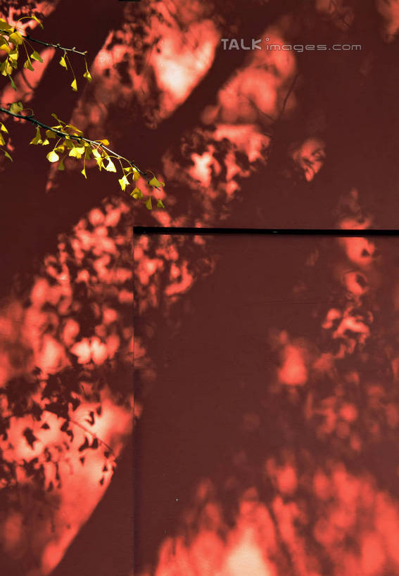 无人,寺庙,竖图,室外,白天,正面,旅游,度假,名胜古迹,秋季,植物,标志建筑,地标,建筑,银杏树,南京,中国,亚洲,阴影,节日,遗迹,光线,影子,墙,燃烧,古迹,文化,文物,娱乐,建设,古建筑,江苏,墙壁,墙面,树,树木,黄色,红色,阳光,香火,庙宇,祈祷,享受,休闲,健康,旅游胜地,放松,许愿,宗教,信仰,生长,成长,纪念,祈求,古文明,东亚,江苏省,南京市,中华人民共和国,华东地区,苏,省会,鸭脚树,栖霞寺,栖霞山,平安,石头城,秋,秋天,银杏,公孙树,白果,彩图,庙,寺,yzdzj1