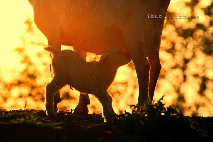 无人,母亲,儿子,站,横图,室外,白天,正面,草地,草坪,美景,日落,树林,植物,羊,阴影,光线,哺乳,影子,景观,晚霞,霞光,家禽,草,树,树木,绿色,阳光,自然,黄昏,动物,站着,两只,母子,家畜,景色,彩霞,母爱,喂,牲畜,生长,成长,喂奶,羊羔,自然风光,夕阳,绵羊,站立,彩图,yzdzj1
