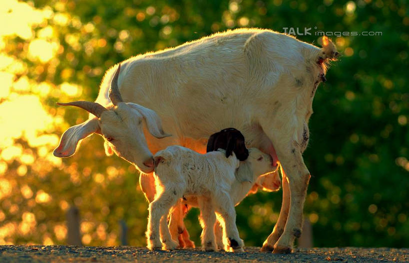 无人,母亲,儿子,站,横图,室外,白天,正面,草地,草坪,美景,日落,树林,植物,羊,阴影,光线,哺乳,影子,景观,晚霞,霞光,家禽,草,树,树木,绿色,阳光,自然,黄昏,动物,站着,两只,母子,家畜,景色,彩霞,母爱,喂,牲畜,生长,成长,喂奶,羊羔,自然风光,夕阳,绵羊,站立,彩图,全身,yzdzj1