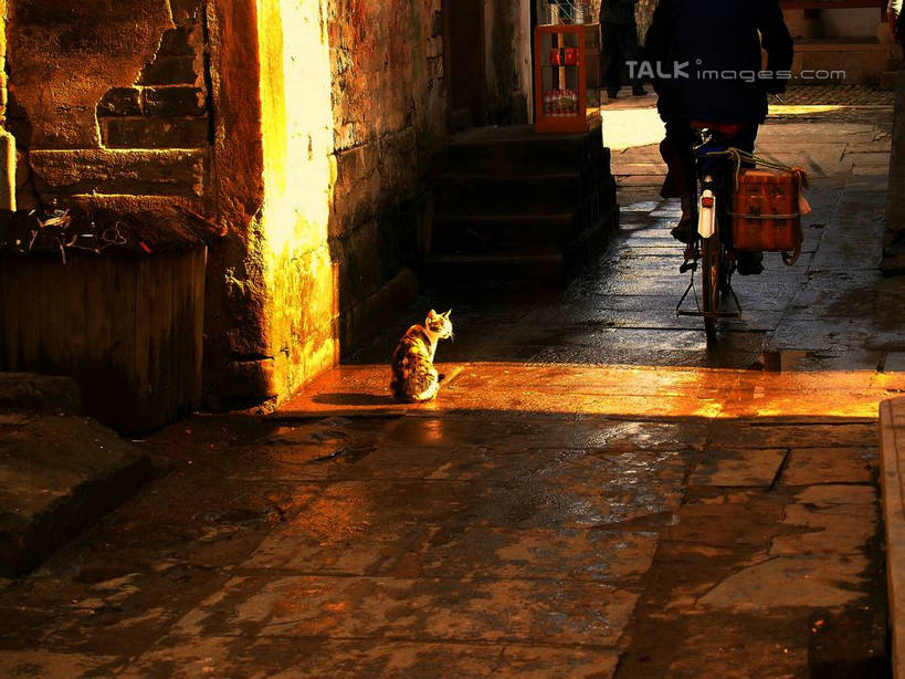 东方人,一个人,站,坐,横图,室外,白天,自行车,宠物,猫,亚洲,仅一个男性,仅一个人,仅一个中年男性,一辆,阴影,光线,篮子,箩筐,影子,墙,地面,黄种人,墙壁,墙面,车,脚踏车,一只,骑,背面,阳光,动物,交通工具,站着,骑车,可爱,竹编,猫咪,男人,男性,中年男性,亚洲人,站立,坐着,半身,彩图,yzdzj1