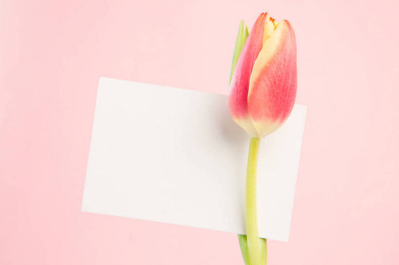 无人,横图,室内,特写,白天,正面,爱情,郁金香,粉色背景,盛开,贺卡,祝福,花蕾,文化,花,花瓣,花朵,鲜花,一朵,粉色,卡片,花苞,花蕊,摄影,影棚,表白,礼仪,荣誉,祝愿,永恒,郁香,洋荷花,草麝香,彩图,影棚拍摄,拍摄