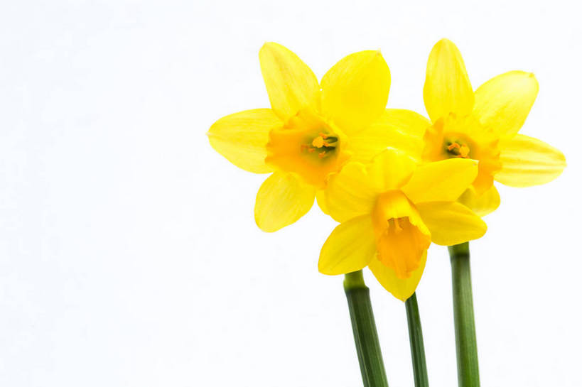 无人,横图,室内,特写,白天,白色背景,正面,水仙花,三朵,盛开,花蕾,花,花瓣,花朵,鲜花,黄色,花苞,花蕊,摄影,影棚,金盏银台,玉玲珑,女史花,雅蒜,天蒜,黄水仙,凌波仙子,水仙,天葱,五色水仙,洋水仙,彩图,影棚拍摄,拍摄