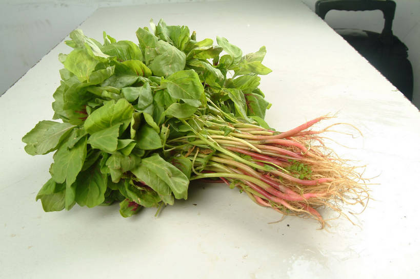 无人,横图,俯视,室内,特写,白天,餐桌,桌子,蔬菜,叶子,一堆,许多,阴影,堆叠,堆积,新鲜,反射,影子,食品,绿叶,很多,食物,绿色,白色,嫩叶,有机食品,绿色食品,餐台,堆,苋菜,凫葵,米苋,青香苋,莹莹菜,红苋菜,叶,叶片,彩图,高角度拍摄,shjb1