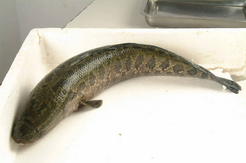 无人,横图,俯视,室内,特写,白天,餐桌,桌子,餐具,一条,阴影,花纹,反射,纹路,鱼,碟子,盘,纹理,影子,水产,鱼类,一个,盘子,碟,单个,餐台,斑纹,水生动物,水生物,肌理,乌鱼,黑鱼,蛇头鱼,乌鳢,彩图,高角度拍摄,全身,淡水生物,河鲜,shjb1