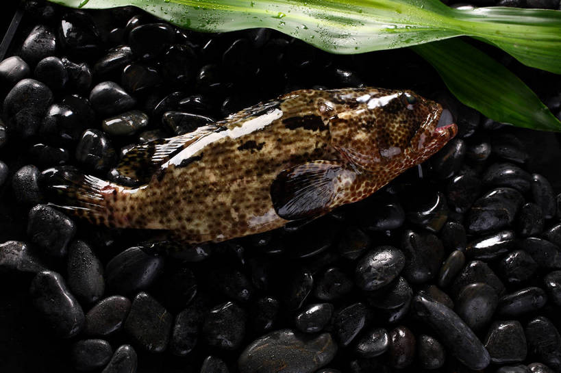 海鲜,无人,横图,俯视,室内,特写,白天,石头,水,植物,叶子,一堆,一条,许多,阴影,堆叠,堆积,反射,鱼,石子,纹理,液体,影子,水滴,绿叶,很多,水产,鱼类,海洋生物,绿色,黑色,张嘴,嫩叶,鹅卵石,堆,石斑,石斑鱼,水生动物,海产品,水生物,张大嘴巴,按摩石,海底动物,肌理,过鱼,海鸡鱼,红季鱼,会鱼,季鱼,鲙鱼,叶,叶片,叶脉,石块,张开嘴,彩图,高角度拍摄,全身,shjb1,赤点石斑鱼