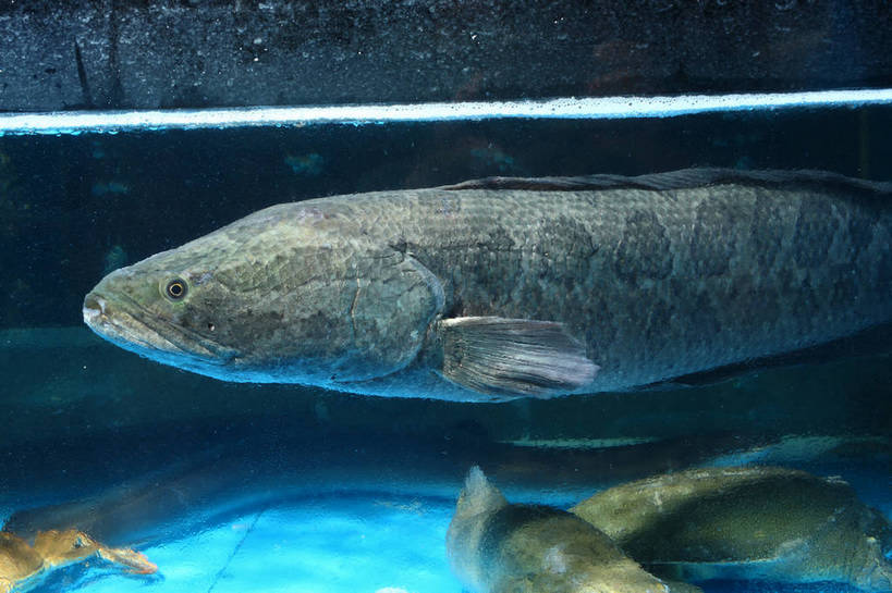 游泳,无人,横图,室内,特写,白天,正面,水,玻璃,鱼,液体,水滴,鱼缸,注视,水产,鱼类,玻璃制品,观察,看,三条,观看,察看,关注,水生动物,水生物,乌鱼,泅水,黑鱼,蛇头鱼,乌鳢,拍浮,半身,彩图,淡水生物,河鲜,shjb1