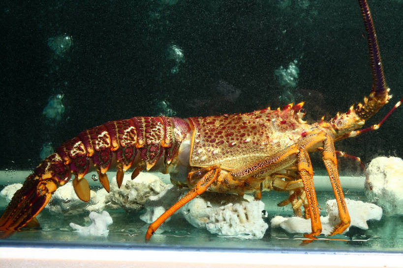 海鲜,龙虾,无人,横图,室内,特写,白天,侧面,水,玻璃,朦胧,模糊,液体,水滴,虾,鱼缸,水产,海洋生物,玻璃制品,一只,橙色,水生动物,海产品,水生物,澳洲龙虾,海底动物,澳洲大龙虾,半身,彩图,澳龙,shjb1