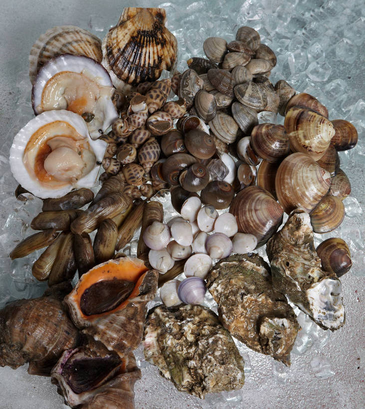 海鲜,无人,竖图,俯视,室内,特写,白天,餐桌,桌子,一堆,许多,堆叠,堆积,冰,冰块,牡蛎,很多,冷冻,蛤蜊,水产,海洋生物,蛤,寒冷,冷藏,餐台,堆,生蚝,冰冷,水生动物,海产品,水生物,海底动物,蛤仔,保鲜,半身,彩图,高角度拍摄,花蛤,文蛤,shjb1