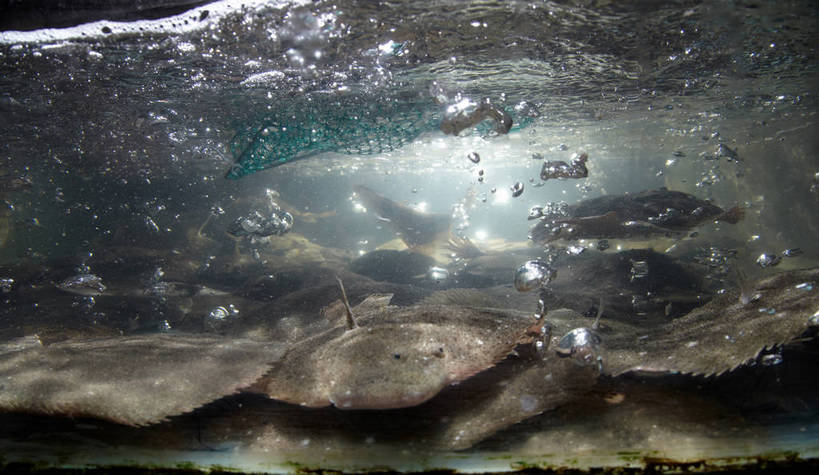 海鲜,无人,餐厅,横图,室内,白天,侧面,水,玻璃,朦胧,模糊,鱼,液体,水滴,鱼缸,注视,水产,鱼类,海洋生物,玻璃制品,泡泡,观察,看,趴着,观看,察看,关注,水生动物,海产品,水生物,海底动物,大菱鲆,瘤棘鲆,趴,半身,彩图,餐馆,饭店,饭馆,多宝鱼,欧洲比目鱼,shjb1