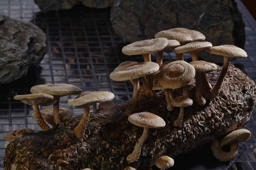 无人,横图,俯视,室内,特写,白天,石头,蔬菜,许多,阴影,朦胧,模糊,新鲜,反射,石子,影子,菌菇,食品,棕色,树桩,很多,菌类,树,树干,食物,木桩,食用菌,有机食品,绿色食品,真菌,石块,岩石,彩图,高角度拍摄,shjb1