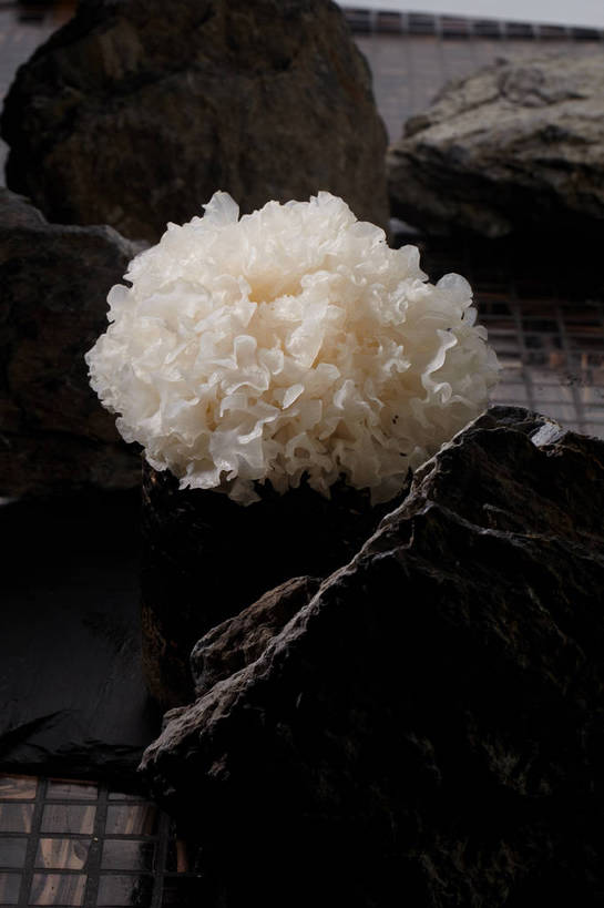 无人,竖图,俯视,室内,特写,白天,石头,餐桌,桌子,蔬菜,新鲜,石子,菌菇,食品,菌类,木耳,食物,一个,黄色,食用菌,有机食品,绿色食品,单个,餐台,白木耳,银耳,真菌,雪耳,白耳,石块,岩石,彩图,高角度拍摄,shjb1