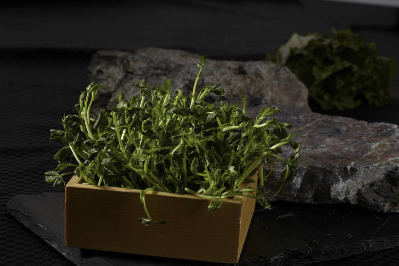 无人,横图,俯视,室内,特写,白天,烹饪,中餐,石头,餐桌,桌子,蔬菜,叶子,一堆,许多,堆叠,堆积,新鲜,石子,料理,食品,绿叶,很多,火锅,豆苗,菜肴,美食,食物,一个,绿色,中式,嫩叶,佳肴,有机食品,绿色食品,单个,餐台,中华料理,堆,豌豆苗,豌豆藤,叶,叶片,石块,岩石,彩图,高角度拍摄,shjb1