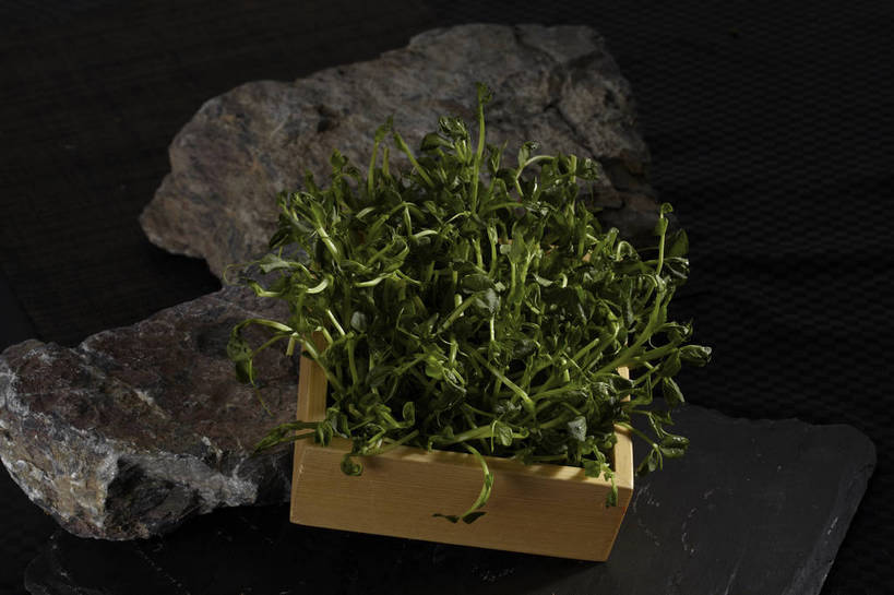 无人,横图,俯视,室内,特写,白天,烹饪,中餐,石头,餐桌,桌子,蔬菜,叶子,一堆,许多,堆叠,堆积,新鲜,石子,料理,食品,绿叶,很多,火锅,豆苗,菜肴,美食,食物,一个,绿色,中式,嫩叶,佳肴,有机食品,绿色食品,单个,餐台,中华料理,堆,豌豆苗,豌豆藤,叶,叶片,石块,岩石,彩图,高角度拍摄,shjb1