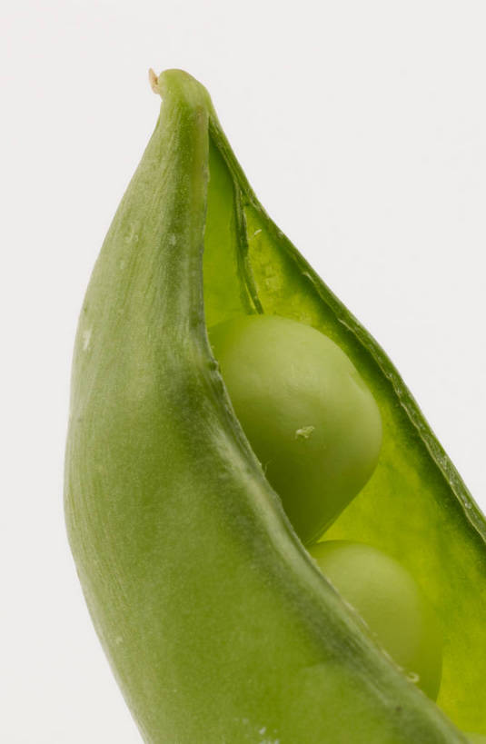 无人,竖图,俯视,室内,特写,白天,植物,蔬菜,灰色背景,新鲜,壳,豆类,豆子,豌豆,食品,荷兰豆,食物,一个,绿色,摄影,有机食品,绿色食品,影棚,单个,摄影棚,雪豆,豆科,寒豆,毕豆,麻累,国豆,小寒豆,麦豌豆,彩图,高角度拍摄,影棚拍摄,拍摄,shjb1