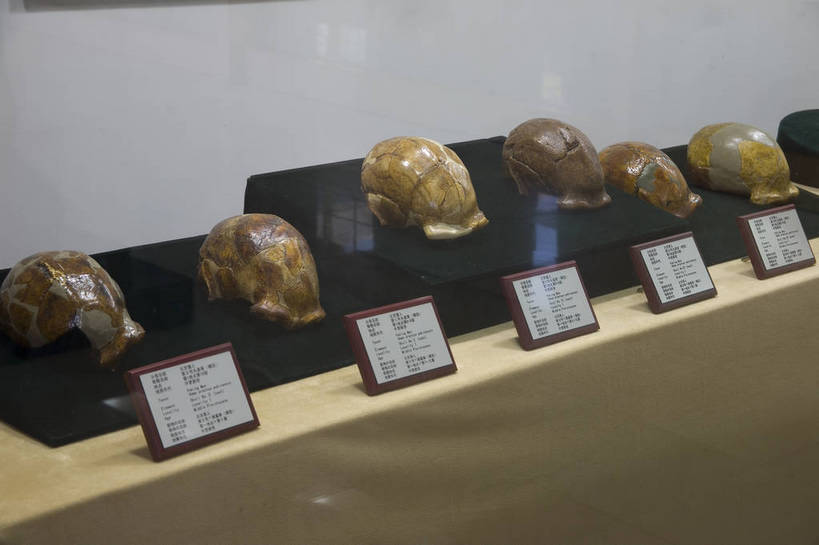 横图,彩色,旅游,建筑,北京,中国,亚洲,遗迹,头骨,首都,古典,历史,文化,文物,遗址,建筑物,工艺品,摄影,古董,古物,文明,中国文化,古玩,东亚,中华人民共和国,灭尽,灭绝,猿人,直立人,古代文明,头盖骨,彩图,旅行,传统文化,周口店,bj174
