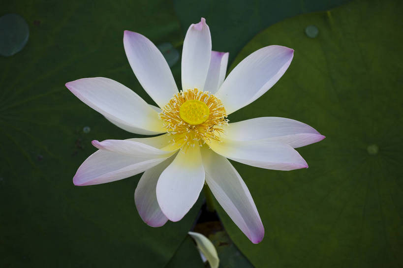 横图,彩色,室外,特写,白天,莲花,池塘,水池,美丽,花,红色,绿色,紫色,摄影,聚焦,美好,绿,彩图,红,bj174