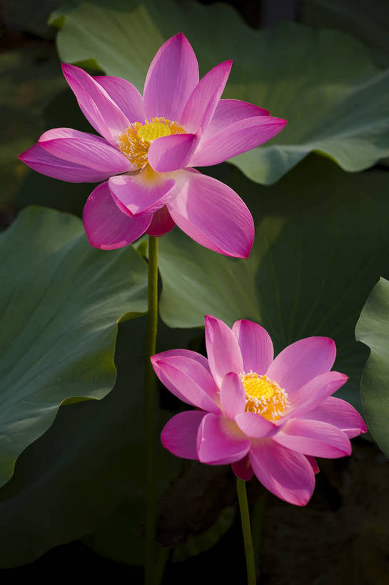 竖图,彩色,室外,特写,白天,莲花,池塘,水池,美丽,花,红色,绿色,紫色,竖,摄影,聚焦,美好,绿,彩图,红,bj174