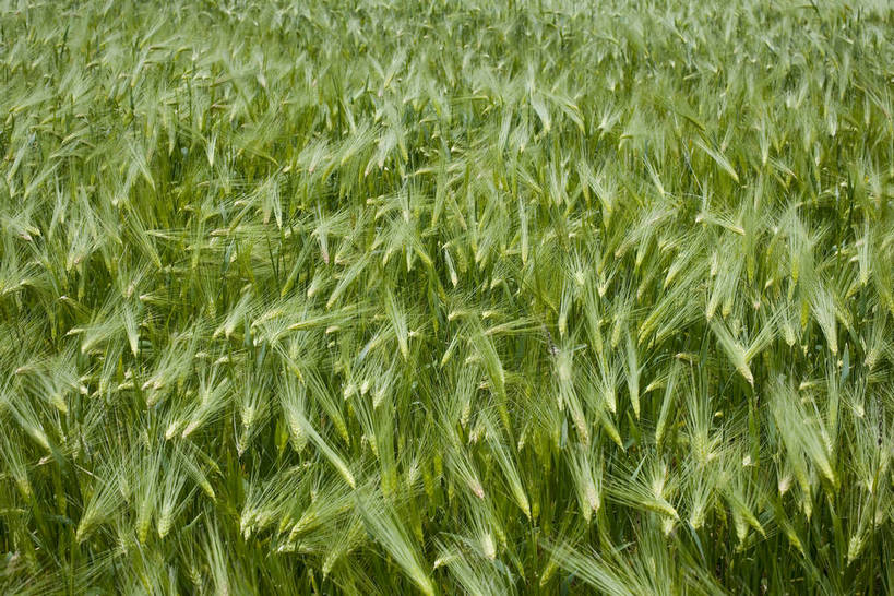 横图,室外,白天,庄稼,农作物,名胜古迹,植物,中国,亚洲,丰收,纹理,稻穗,燕麦,文化,西藏,少数民族,民族,绿色,自然,旅游胜地,摄影,东亚,藏传佛教,中华人民共和国,富裕,彩图,中国少数民族,青稞,bj174