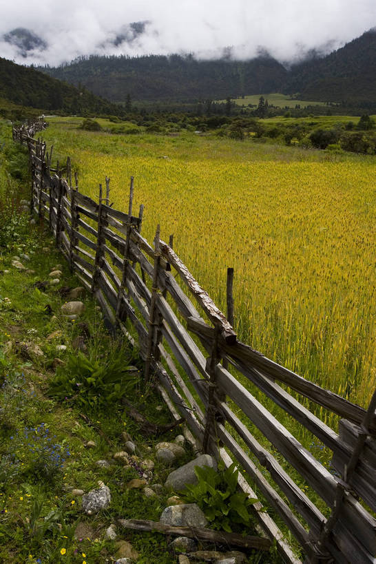 竖图,室外,白天,农作物,草地,草坪,名胜古迹,植物,中国,亚洲,收成,丰富,丰收,木头,栅栏,丰盛,文化,拉萨,林芝,西藏,少数民族,民族,草,花,树,绿色,天空,自然,旅游胜地,摄影,收获,自然风光,藏,东亚,西藏自治区,藏传佛教,中华人民共和国,西南地区,丰登,丰硕,富饶,富裕,劳绩,彩图,林芝地区,中国少数民族,充裕,林芝县,鲁朗林海,鲁朗镇,草甸,西藏江南,bj174
