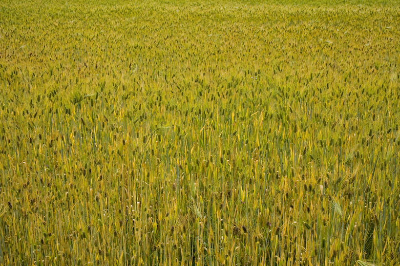横图,室外,白天,农作物,草地,草坪,名胜古迹,植物,中国,亚洲,收成,丰富,丰收,纹理,麦穗,丰盛,文化,拉萨,林芝,西藏,少数民族,民族,草,花,树,黄色,绿色,天空,自然,旅游胜地,摄影,收获,自然风光,藏,东亚,西藏自治区,藏传佛教,中华人民共和国,西南地区,丰登,丰硕,富饶,富裕,劳绩,彩图,林芝地区,中国少数民族,充裕,林芝县,鲁朗林海,鲁朗镇,草甸,西藏江南,bj174