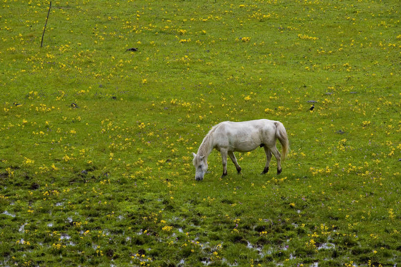 吃,横图,室外,白天,农作物,草地,草坪,名胜古迹,植物,马,中国,亚洲,收成,丰富,丰收,丰盛,文化,拉萨,林芝,西藏,少数民族,民族,草,花,树,绿色,天空,自然,旅游胜地,摄影,收获,自然风光,藏,东亚,西藏自治区,藏传佛教,中华人民共和国,西南地区,丰登,丰硕,富饶,富裕,劳绩,嚼,食,彩图,林芝地区,中国少数民族,充裕,林芝县,鲁朗林海,鲁朗镇,草甸,西藏江南,bj174