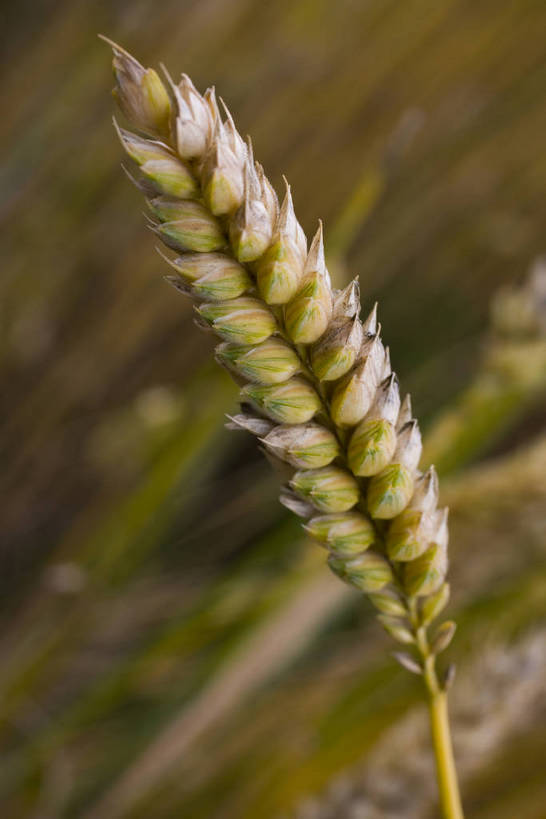 竖图,室外,白天,庄稼,农作物,名胜古迹,植物,中国,亚洲,丰收,稻穗,燕麦,文化,西藏,少数民族,民族,自然,旅游胜地,摄影,自然风光,东亚,藏传佛教,中华人民共和国,富裕,彩图,中国少数民族,青稞,bj174