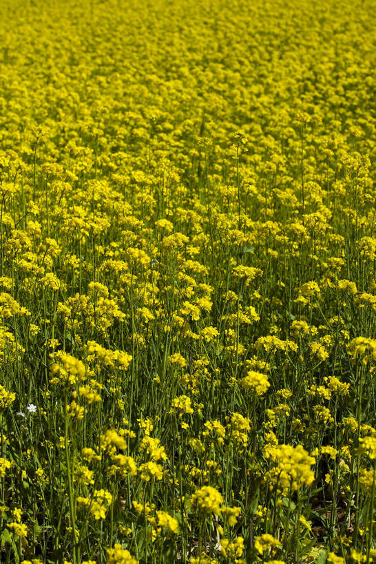 竖图,室外,白天,植物,中国,亚洲,清澈,作物,花,黄色,蓝色,绿色,天空,自然,天,油菜花,旅游胜地,摄影,生长,成长,东亚,青海,中华人民共和国,富裕,明澈,清彻,清亮,彩图,bj174