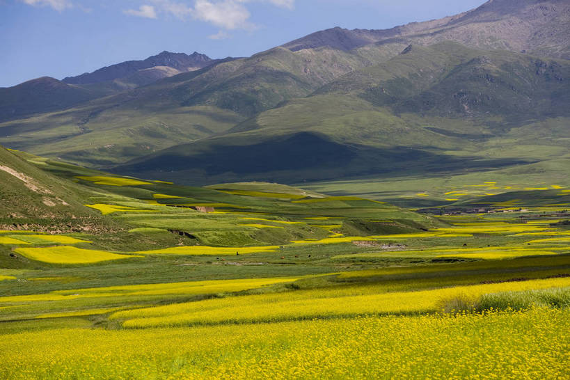 横图,室外,白天,植物,中国,亚洲,清澈,作物,花,黄色,蓝色,绿色,天空,自然,天,油菜花,旅游胜地,摄影,生长,成长,东亚,青海,中华人民共和国,富裕,明澈,清彻,清亮,彩图,bj174
