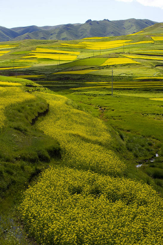竖图,室外,白天,植物,中国,亚洲,清澈,作物,花,黄色,蓝色,绿色,天空,自然,天,油菜花,旅游胜地,摄影,生长,成长,东亚,青海,中华人民共和国,富裕,明澈,清彻,清亮,彩图,bj174