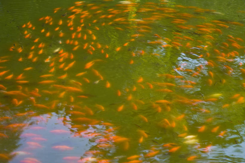 横图,室外,白天,湖,中国,亚洲,金鱼,鱼,池塘,水池,桥,历史,古代,旅游胜地,摄影,东亚,中华人民共和国,古远,展馆,彩图,bj174