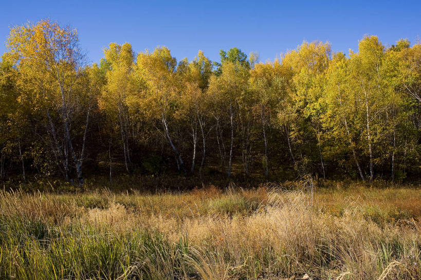 横图,彩色,室外,白天,旅游,树林,坝上,中国,亚洲,高原,旷野,天空,自然,平原,景色,摄影,自然风光,东亚,内蒙古,中华人民共和国,秋天,彩图,旅行,bj174