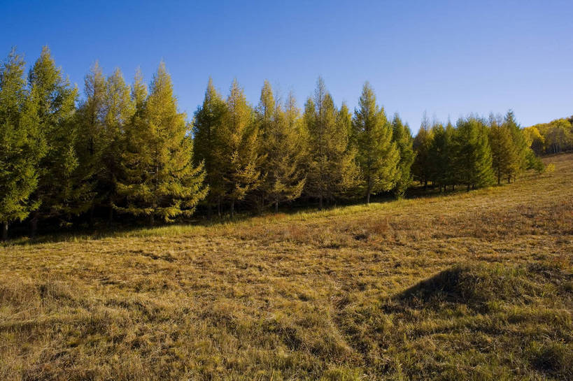 横图,彩色,室外,白天,旅游,树林,坝上,中国,亚洲,高原,旷野,天空,自然,平原,景色,摄影,自然风光,东亚,内蒙古,中华人民共和国,秋天,彩图,旅行,bj174