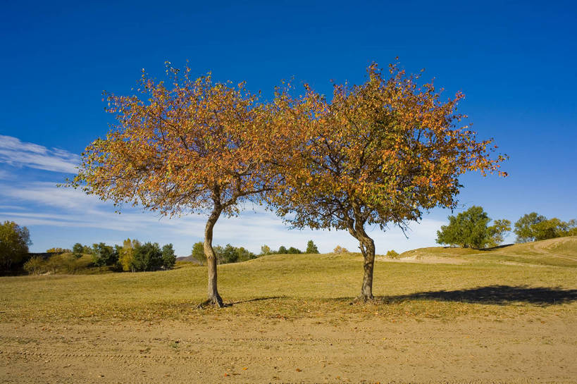 横图,彩色,室外,白天,旅游,树林,坝上,中国,亚洲,高原,旷野,天空,自然,平原,景色,摄影,自然风光,东亚,内蒙古,中华人民共和国,秋天,彩图,旅行,bj174