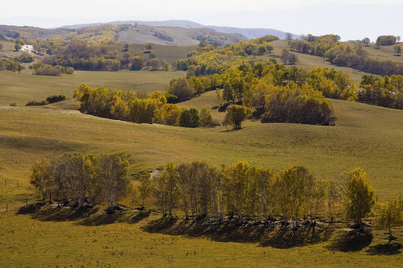横图,彩色,室外,白天,旅游,树林,坝上,中国,亚洲,高原,旷野,自然,平原,景色,摄影,自然风光,东亚,内蒙古,中华人民共和国,秋天,彩图,旅行,bj174