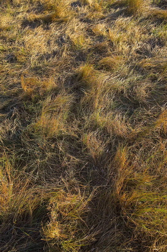 竖图,彩色,室外,白天,背景,旅游,沙漠,坝上,中国,亚洲,沙子,高原,旷野,荒漠,沙地,竖,摄影,东亚,内蒙古,中华人民共和国,彩图,旅行,bj174