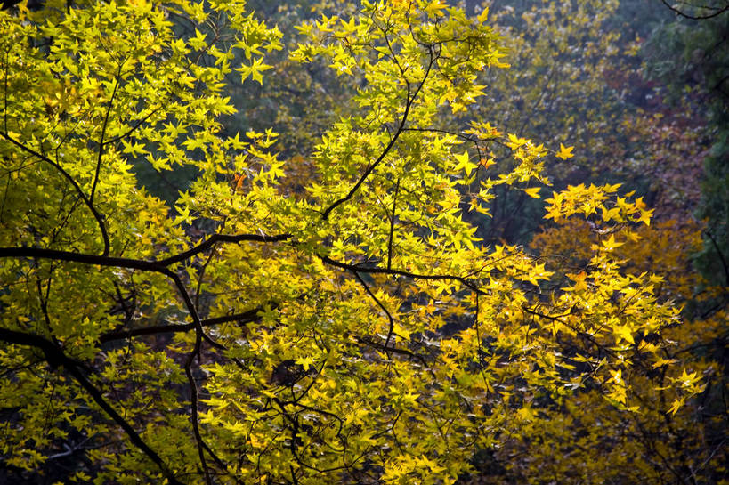 公园,横图,彩色,室外,白天,旅游,度假,名胜古迹,标志建筑,地标,建筑,北京,中国,亚洲,遗迹,图片,首都,古迹,文物,娱乐,建设,古建筑,树叶,自然,享受,休闲,旅游胜地,放松,摄影,人文景观,中国文化,自然风光,古文明,东亚,香山,海淀区,香山公园,中华人民共和国,北京市,京,北平,华北地区,秋天,彩图,旅行,静宜园,香山红叶,bj174