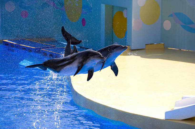 人群,横图,彩色,室外,白天,旅游,度假,美景,城市风光,城市,海豚,香港,中国,亚洲,行人,游客,游人,表演,图片,景观,娱乐,路人,旅客,海洋馆,海洋公园,享受,休闲,旅游胜地,景色,放松,摄影,观看,海滨,参观,东亚,中华人民共和国,繁荣,发达,过客,海,旅游者,彩图,旅行,bj174