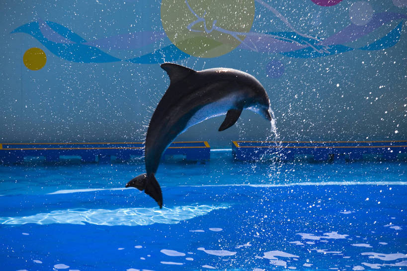 人群,横图,彩色,室外,白天,旅游,度假,美景,城市风光,城市,海豚,香港,中国,亚洲,行人,游客,游人,表演,图片,景观,娱乐,路人,旅客,海洋馆,海洋公园,享受,休闲,旅游胜地,景色,放松,摄影,观看,海滨,参观,东亚,中华人民共和国,繁荣,发达,过客,海,旅游者,彩图,旅行,bj174