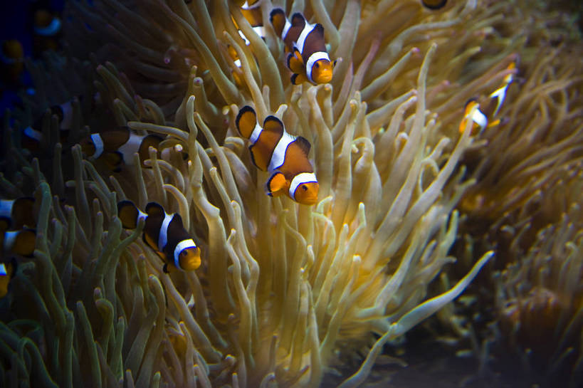 人群,横图,彩色,室内,白天,旅游,度假,美景,城市风光,城市,香港,中国,亚洲,行人,游客,游人,表演,鱼,图片,景观,美丽,娱乐,鱼类,路人,旅客,海洋馆,海洋公园,享受,休闲,旅游胜地,景色,放松,摄影,观看,海滨,参观,东亚,海底动物,中华人民共和国,繁荣,绚丽,发达,过客,海,旅游者,彩图,旅行,bj174