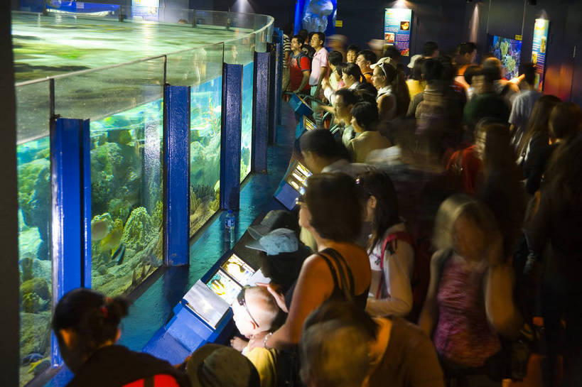 人群,横图,彩色,室内,白天,旅游,度假,美景,城市风光,城市,香港,中国,亚洲,行人,游客,游人,表演,鱼,图片,景观,美丽,娱乐,鱼类,路人,旅客,海洋馆,海洋公园,享受,休闲,旅游胜地,景色,放松,摄影,观看,海滨,参观,东亚,海底动物,中华人民共和国,繁荣,绚丽,发达,过客,海,旅游者,彩图,旅行,bj174