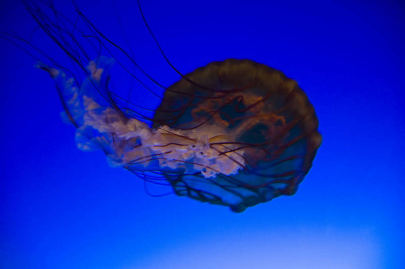 人群,横图,彩色,室内,白天,旅游,度假,美景,城市风光,城市,香港,中国,亚洲,行人,游客,游人,表演,鱼,图片,景观,美丽,娱乐,鱼类,路人,旅客,海洋馆,海洋公园,享受,休闲,旅游胜地,景色,放松,摄影,观看,海滨,参观,东亚,海底动物,中华人民共和国,繁荣,绚丽,发达,过客,海,旅游者,彩图,旅行,bj174