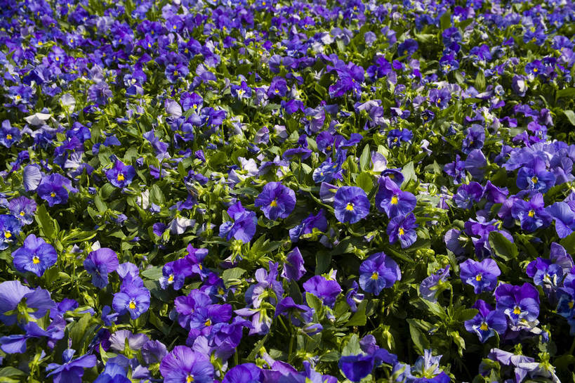 花园,横图,彩色,室外,白天,旅游,昆明,中国,亚洲,鲜艳,景观,云南,花,花卉,鲜花,风景,自然,休闲,世博会,展示,景色,可爱,摄影,园林,展览,美好,美妙,昆明市,东亚,云南省,中华人民共和国,省会,西南地区,滇,旅行,花卉展览,博览会,昆明世界园艺博览园,盘龙区,昆明世博园,bj174