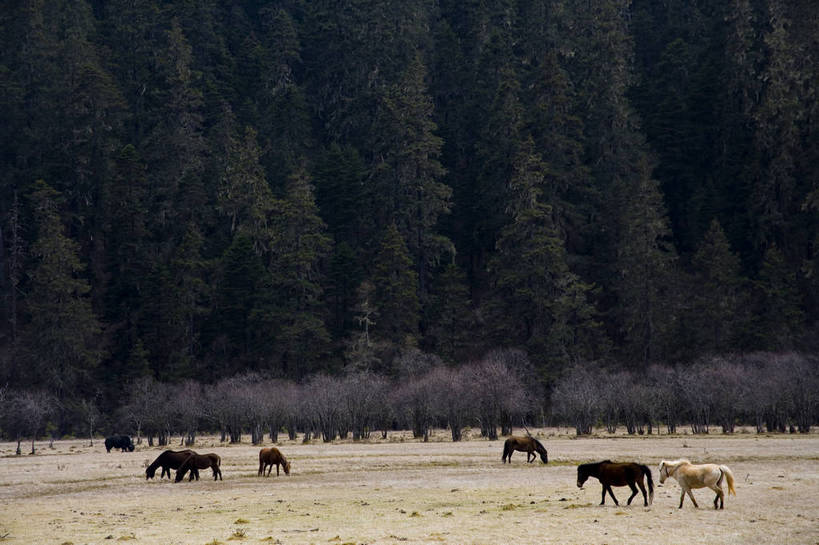 公园,横图,室外,白天,旅游,度假,美景,名胜古迹,树林,标志建筑,地标,建筑,马,香格里拉,中国,亚洲,遗迹,民俗,景观,古迹,文物,娱乐,建设,古建筑,迪庆,云南,特色,树,自然,享受,休闲,旅游胜地,景色,放松,人文景观,国家公园,中国文化,自然风光,古文明,东亚,中甸,迪庆藏族自治州,云南省,中华人民共和国,西南地区,滇,迪庆州,牧马,香格里拉县,普达措国家公园,旅行,传统文化,bj174