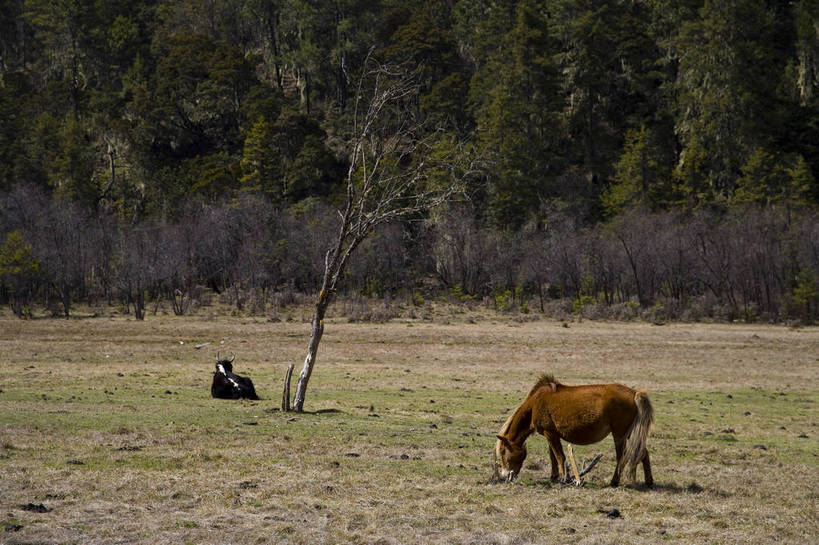 公园,横图,室外,白天,旅游,度假,美景,名胜古迹,树林,标志建筑,地标,建筑,马,香格里拉,中国,亚洲,遗迹,民俗,景观,古迹,文物,娱乐,建设,古建筑,迪庆,云南,特色,树,自然,享受,休闲,旅游胜地,景色,放松,人文景观,国家公园,中国文化,自然风光,古文明,东亚,中甸,迪庆藏族自治州,云南省,中华人民共和国,西南地区,滇,迪庆州,牧马,香格里拉县,普达措国家公园,旅行,传统文化,bj174